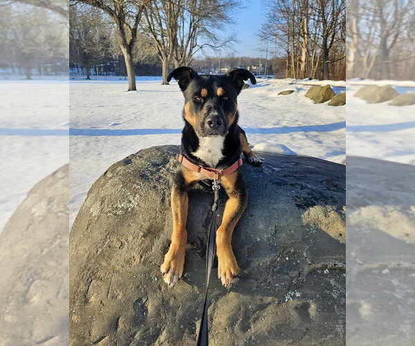Medium Photo #13 Rottweiler-Unknown Mix Puppy For Sale in Brewster, NY, USA