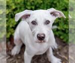 Small #23 Labrador Retriever Mix