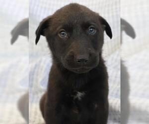 German Shepherd Dog-Unknown Mix Dogs for adoption in Thief River Falls, MN, USA