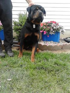 Medium Photo #1 Rottweiler Puppy For Sale in NEW HAVEN, IN, USA