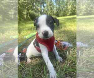 Medium Bulldog Mix