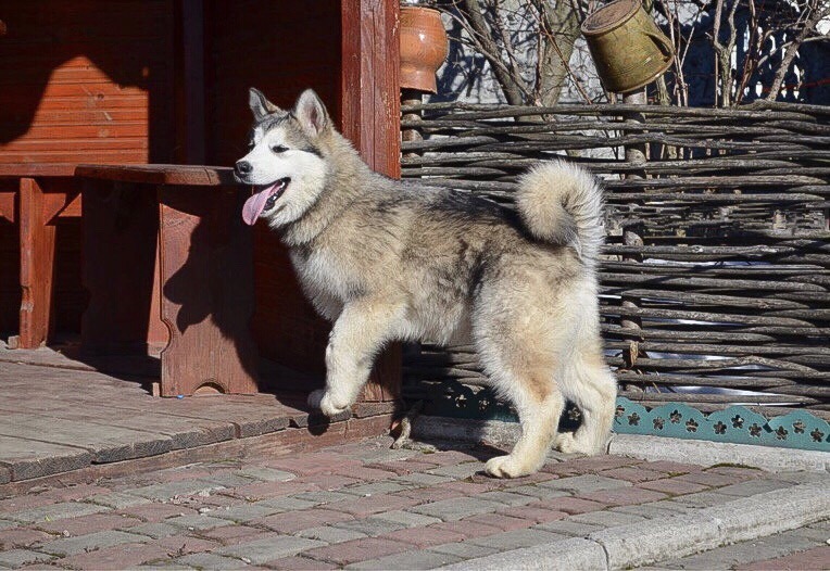 Medium Photo #3 Alaskan Malamute Puppy For Sale in BROOKLYN, NY, USA