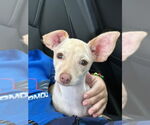 Small #6 Chihuahua