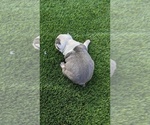 Small Photo #6 Boston Terrier Puppy For Sale in SAN FERNANDO, CA, USA