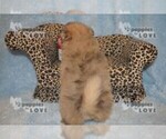 Small Photo #12 Pomeranian Puppy For Sale in SANGER, TX, USA