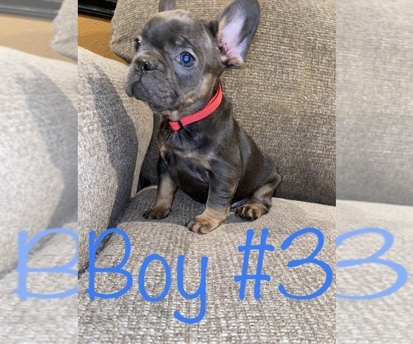 Medium Photo #2 French Bulldog Puppy For Sale in HOPKINSVILLE, KY, USA