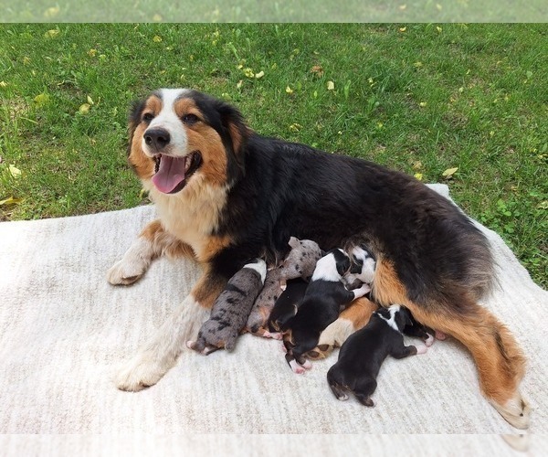 Medium Photo #1 Australian Shepherd Puppy For Sale in SAINT JOHNS, MI, USA