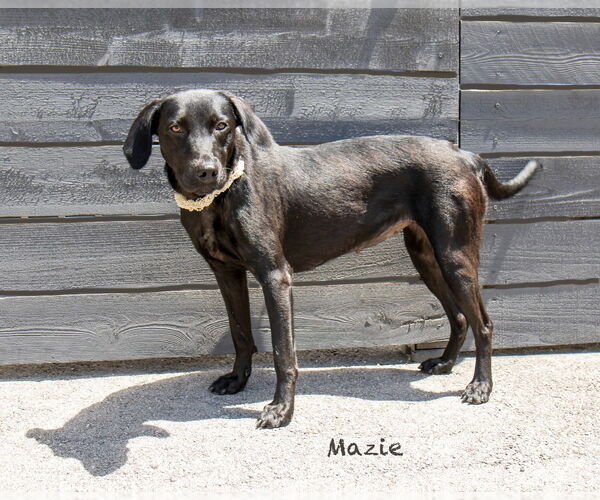 Medium Photo #5 Labrador Retriever-Unknown Mix Puppy For Sale in Hot Springs Village, AR, USA