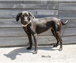 Small #4 Labrador Retriever Mix