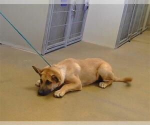 German Shepherd Dog Dogs for adoption in Sacramento, CA, USA