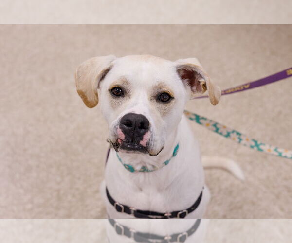 Medium Photo #11 Boxador Puppy For Sale in Princeton, MN, USA