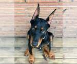 Small Photo #4 Doberman Pinscher Puppy For Sale in VADER, WA, USA