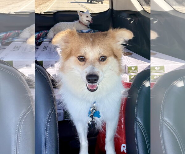 Medium Photo #4 Pomimo Puppy For Sale in Plainfield, IL, USA