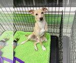 Small #11 Mutt