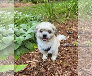 Shih-Poo Dogs for adoption in Arlington, VA, USA