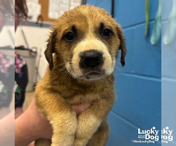 Medium Photo #2 Retriever -Unknown Mix Puppy For Sale in Washington, DC, USA