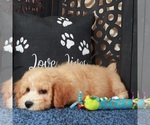 Small #3 Poochon