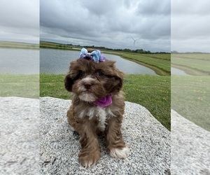 Shih-Poo Puppy for sale in LANCASTER, MO, USA