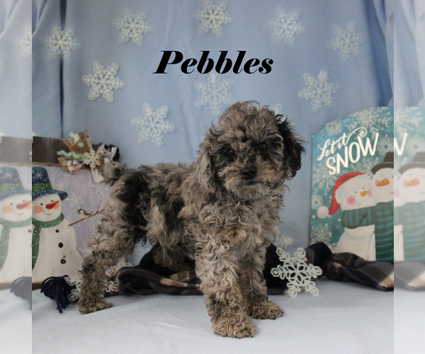 Medium Photo #15 Poodle (Toy) Puppy For Sale in CHANUTE, KS, USA