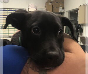 Hestia - Female American Bulldog-Unknown Mix Dog for Adoption - Photo #3