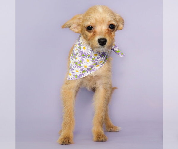 Medium Photo #2 Chi-Poo (Toy) Puppy For Sale in Phoenix, AZ, USA