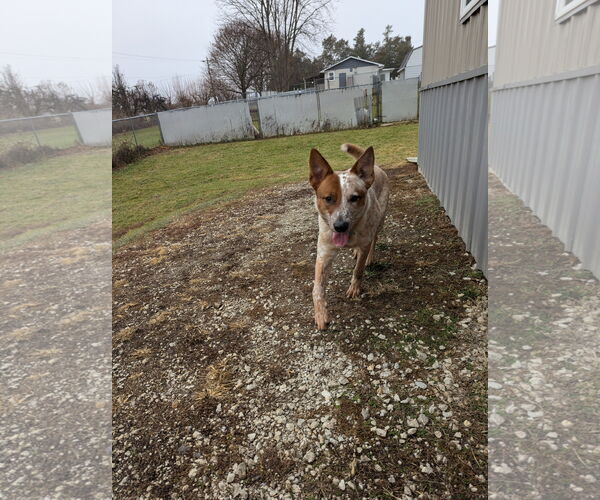 Medium Photo #3 Red Heeler-Unknown Mix Puppy For Sale in Kewanee, IL, USA