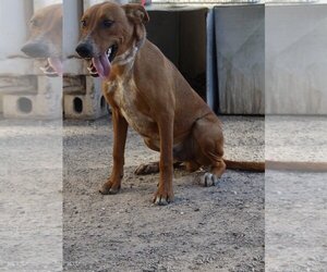 Doberman Pinscher-Unknown Mix Dogs for adoption in El Centro, CA, USA