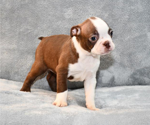 Boston Terrier Puppy for sale in HOMINY, OK, USA