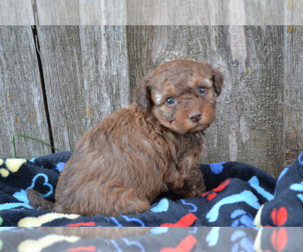 Medium Photo #3 Poodle (Miniature) Puppy For Sale in GREENWOOD, WI, USA