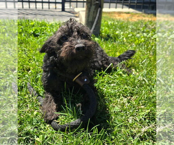 Medium Photo #2 ShiChi Puppy For Sale in Modesto, CA, USA