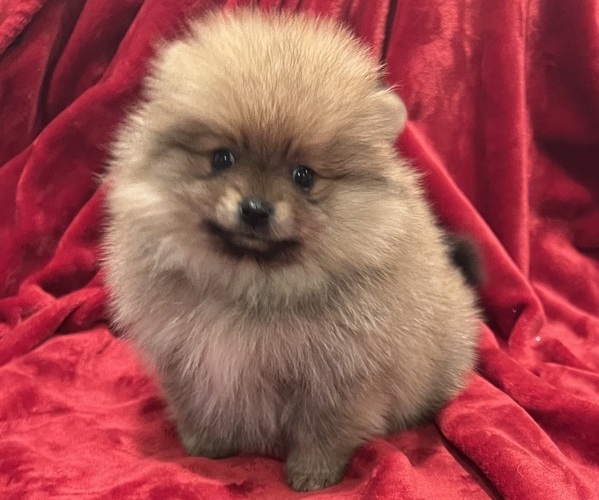 Medium Photo #2 Pomeranian Puppy For Sale in SNOHOMISH, WA, USA