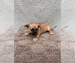 Small Photo #10 Chiweenie-Jack Russell Terrier Mix Puppy For Sale in SAINT AUGUSTINE, FL, USA