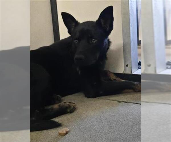 Medium Photo #1 German Shepherd Dog-Unknown Mix Puppy For Sale in Stockton, CA, USA