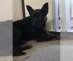 Small German Shepherd Dog Mix