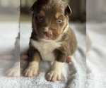Small #3 Australian Shepherd-Miniature Australian Shepherd Mix