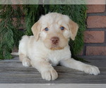 Small #5 Labradoodle