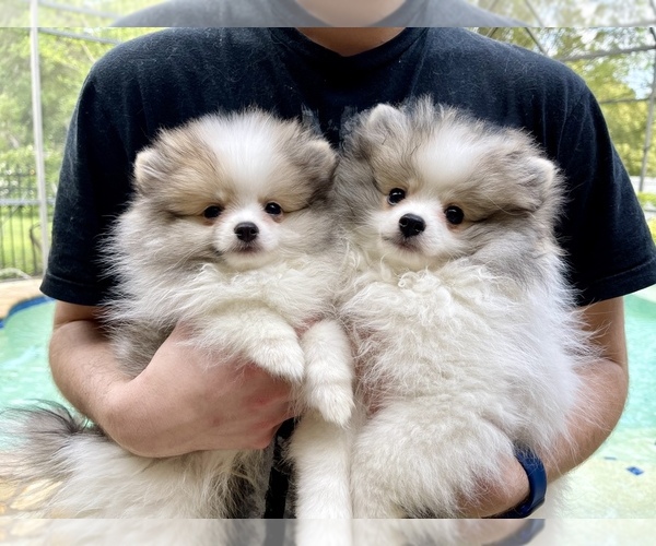 Medium Photo #2 Pomeranian Puppy For Sale in WINDERMERE, FL, USA