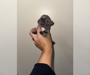 Medium French Bulldog