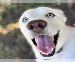 Great Pyrenees-Huskies Mix Dogs for adoption in Texas City, TX, USA