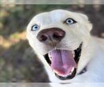 Small Great Pyrenees-Huskies Mix