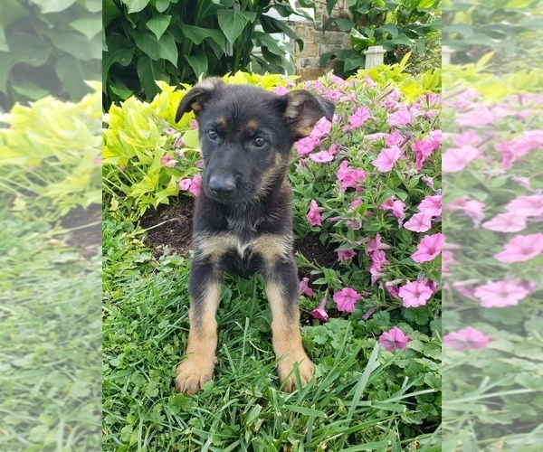 Medium Photo #1 German Shepherd Dog Puppy For Sale in MILLERSTOWN, PA, USA