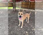 Small #1 German Shepherd Dog Mix