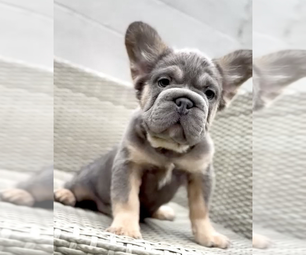 Medium Photo #9 French Bulldog Puppy For Sale in HENDERSON, NV, USA