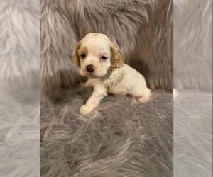 Cocker Spaniel Puppy for sale in INDIANAPOLIS, IN, USA