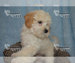 Small Photo #4 Bichpoo Puppy For Sale in SANGER, TX, USA