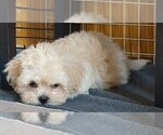 Small Photo #2 Lhasa Apso Puppy For Sale in N TARRYTOWN, NY, USA