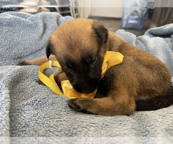 Medium Photo #200 Belgian Malinois Puppy For Sale in REESEVILLE, WI, USA