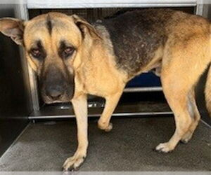 Medium German Shepherd Dog Mix
