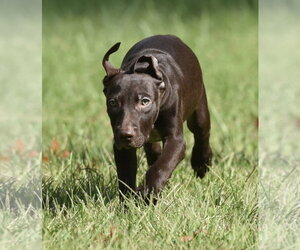 Frame - Male Chocolate Labrador retriever-Pointer Mix Dog for Adoption - Photo #7