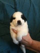 Puppy 0 Saint Bernard